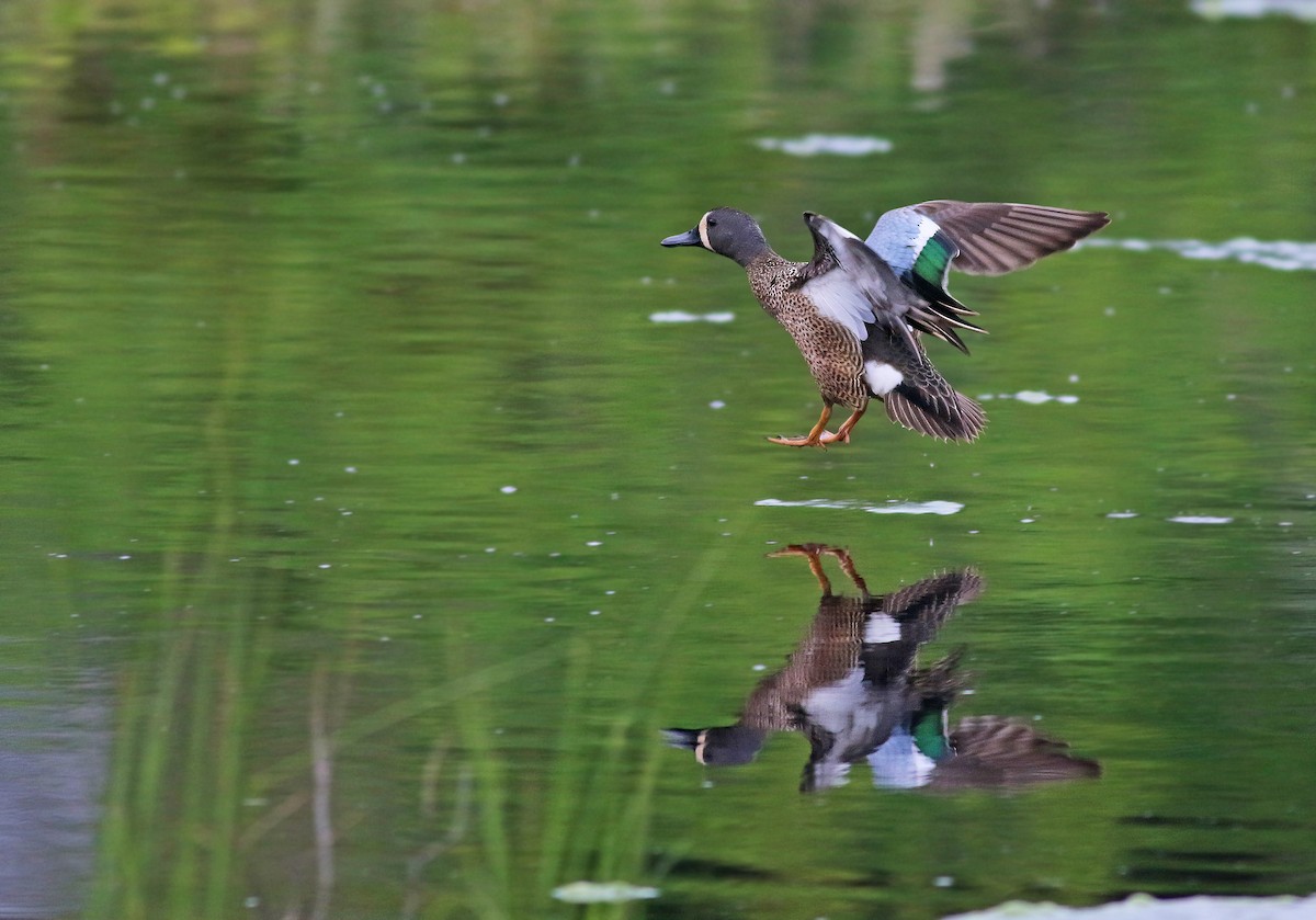Blue-winged Teal - ML351568571