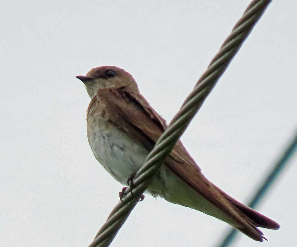 Northern Rough-winged Swallow - Jim Scott