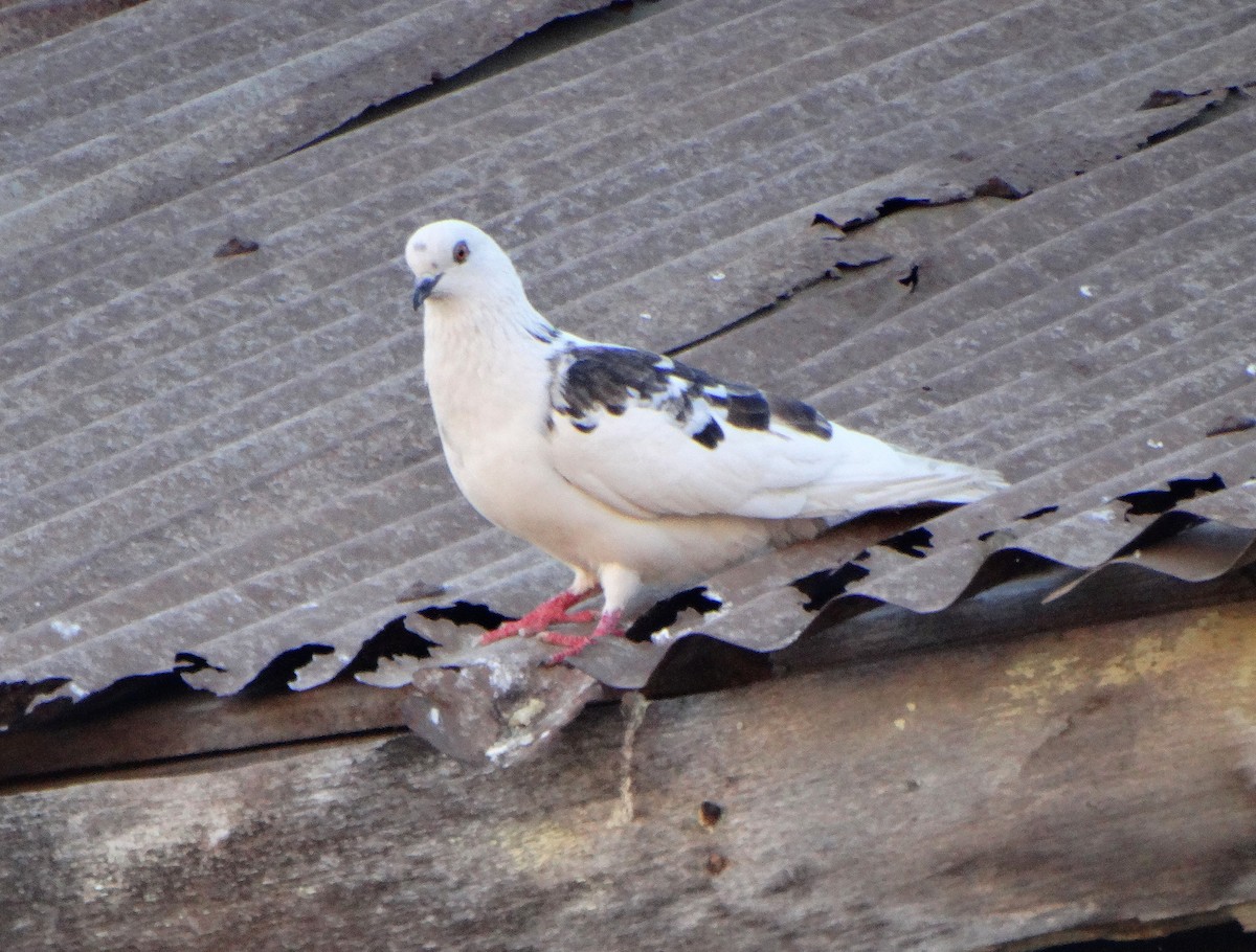 Rock Pigeon (Feral Pigeon) - Paul Bartlett