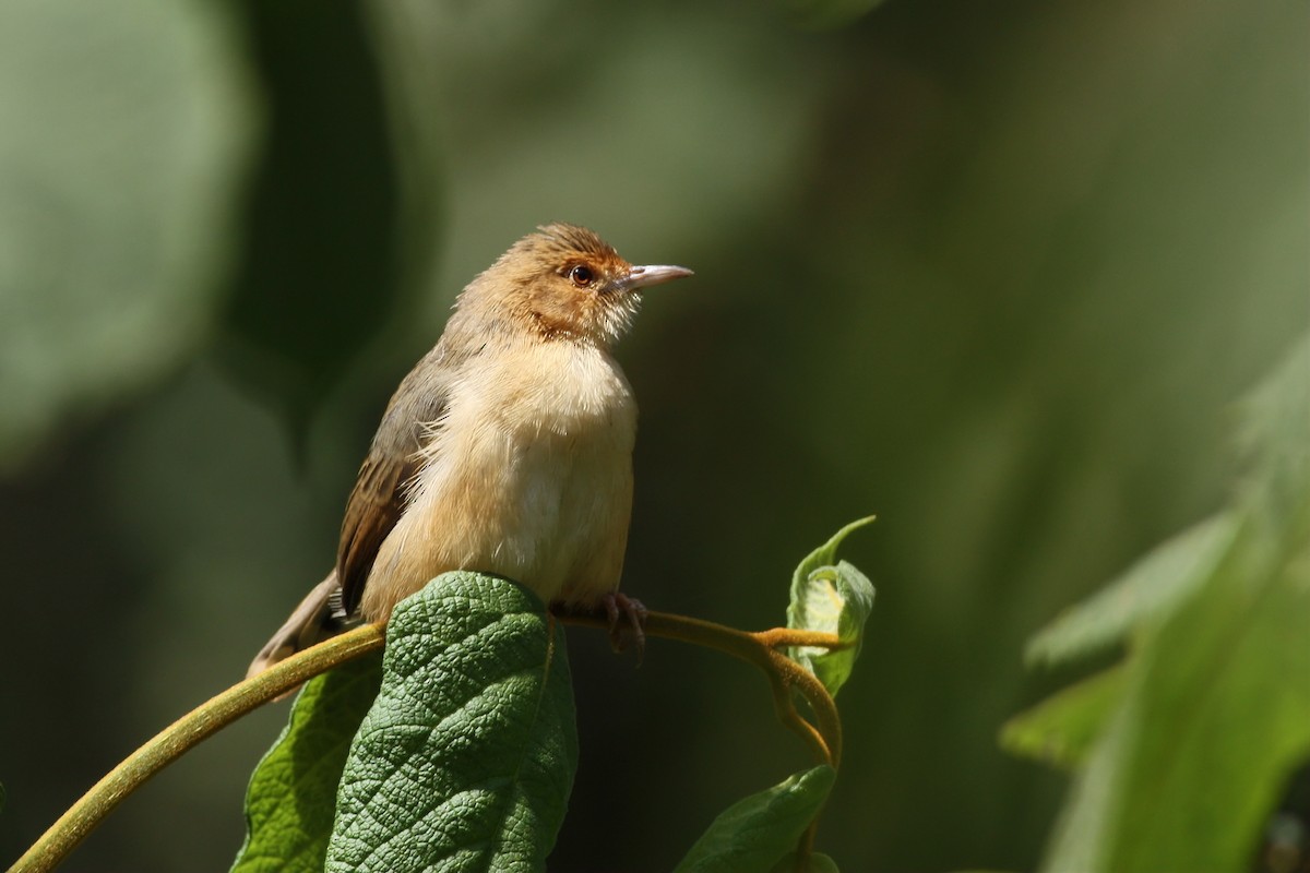Red-faced Cisticola - Toby Austin