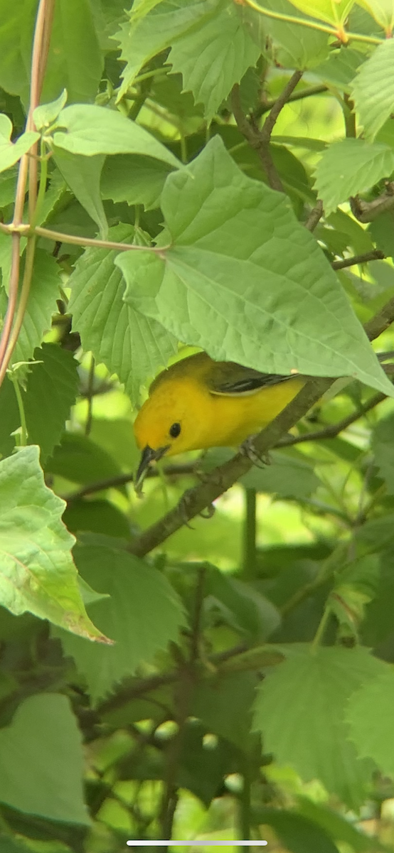 Prothonotary Warbler - ML351572641