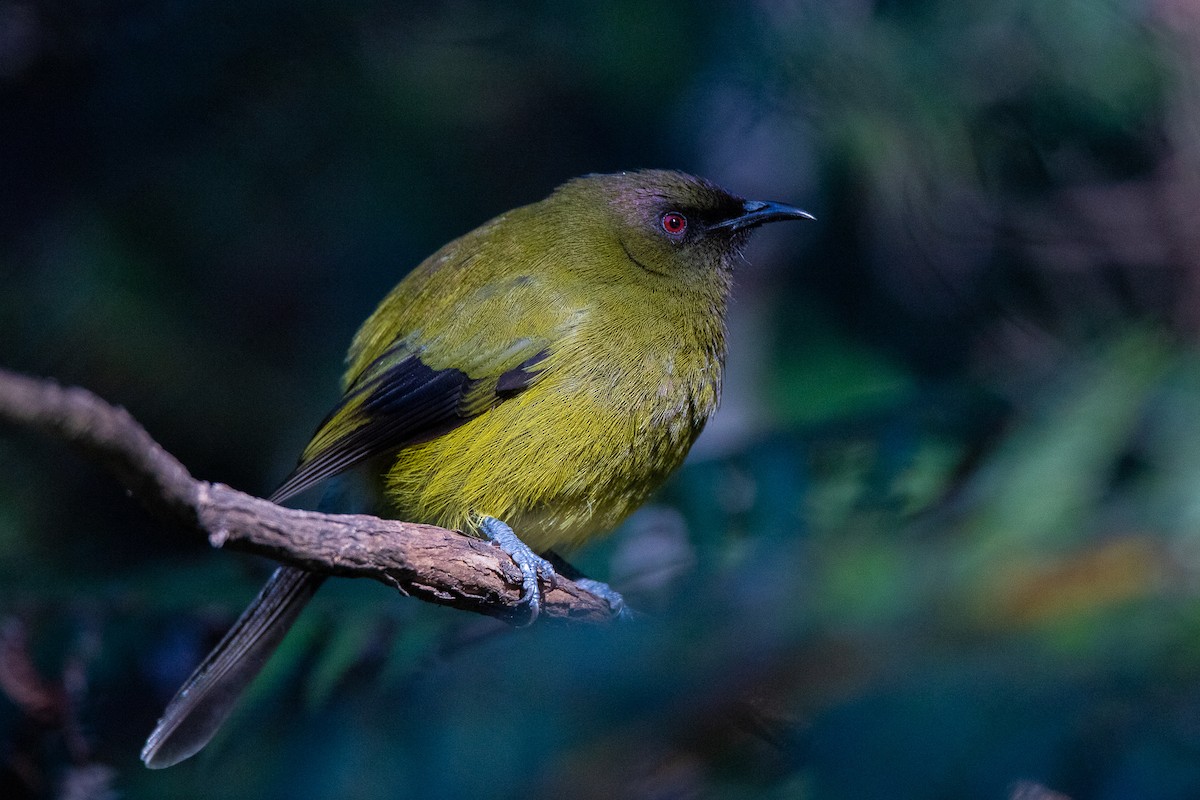 New Zealand Bellbird - Aaron Skelton