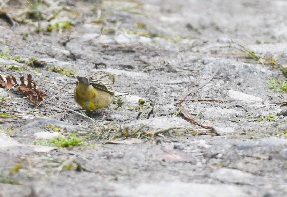 Stripe-tailed Yellow-Finch - Giselle Mangini