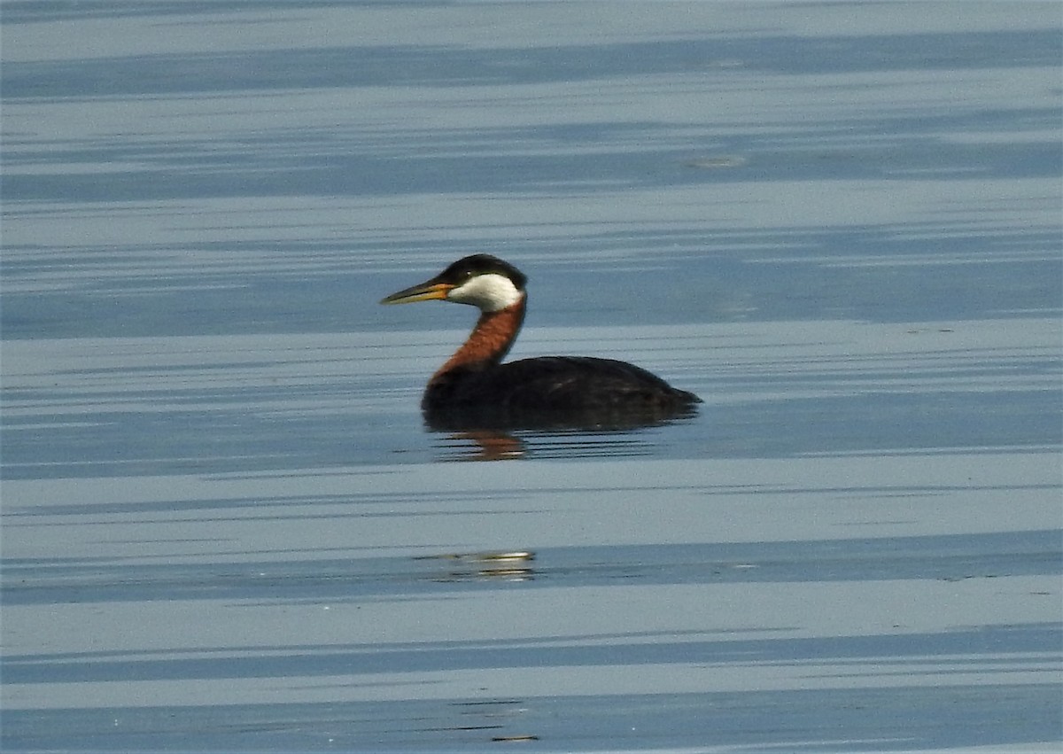 Red-necked Grebe - ML351581551
