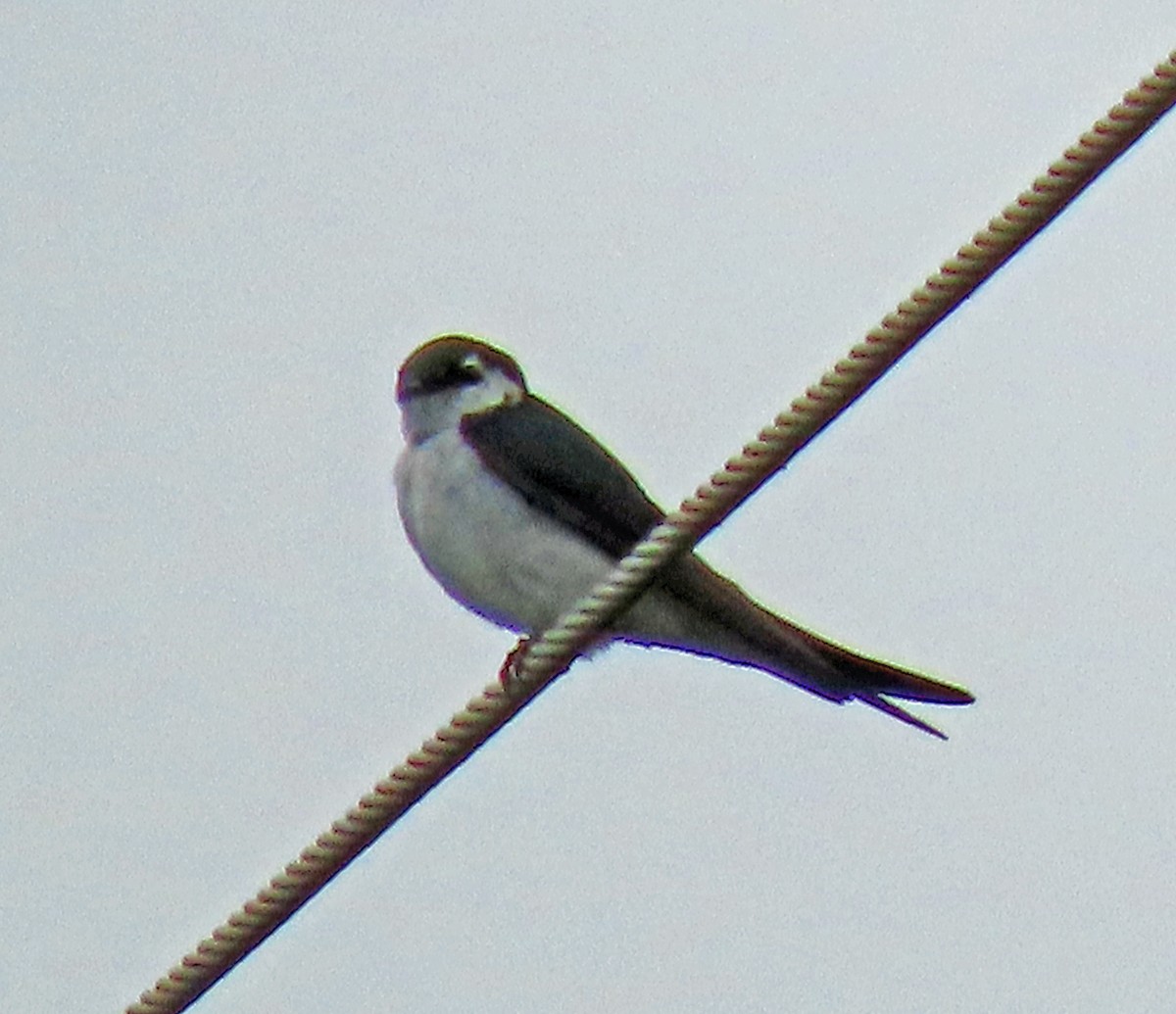 Violet-green Swallow - ML351581621