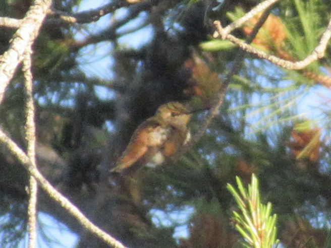 Rufous Hummingbird - ML351584981