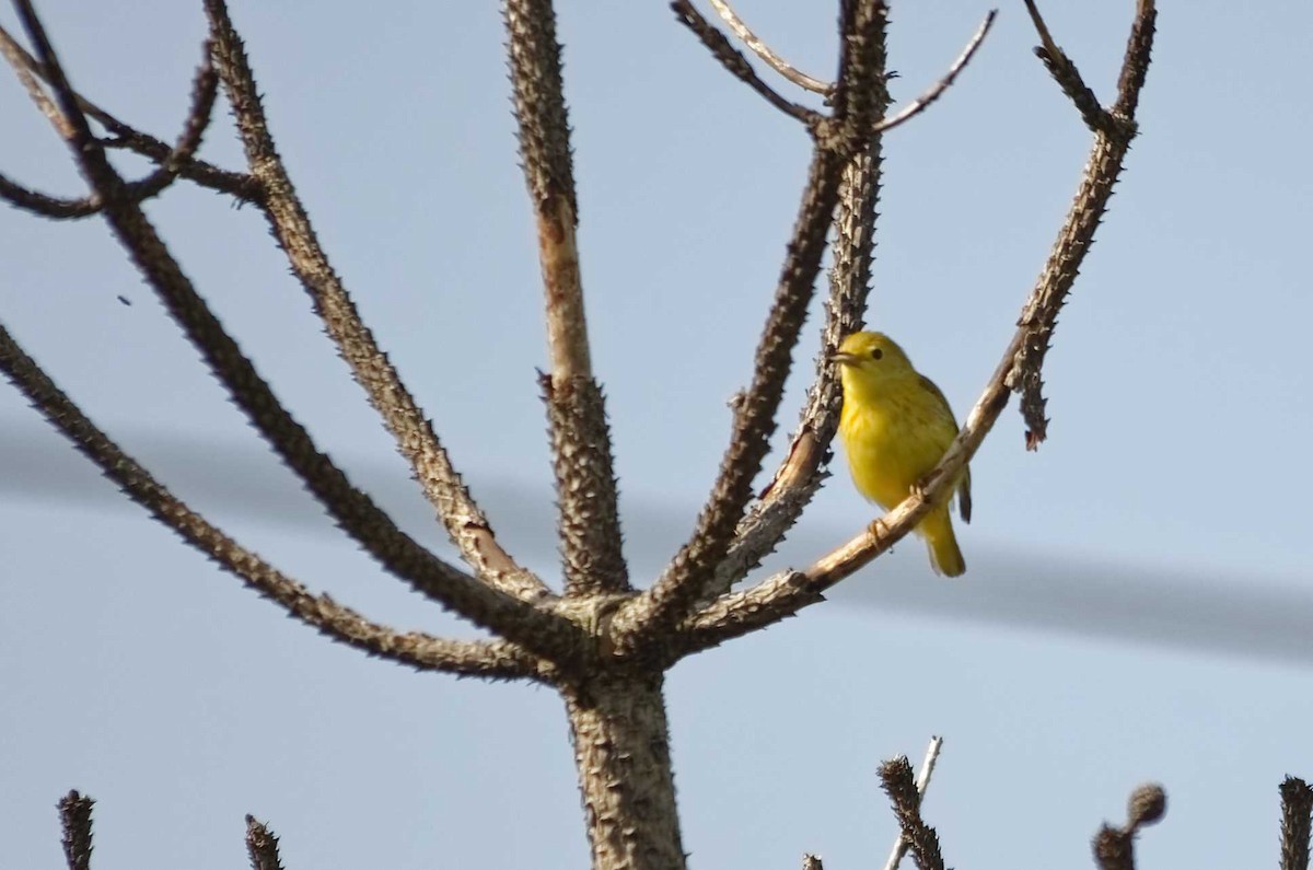 Yellow Warbler - Gilles Labine