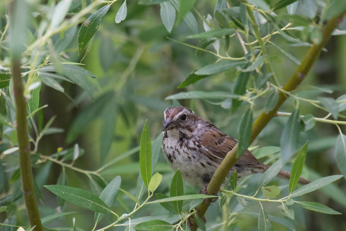 Song Sparrow (montana/merrilli) - ML351587571