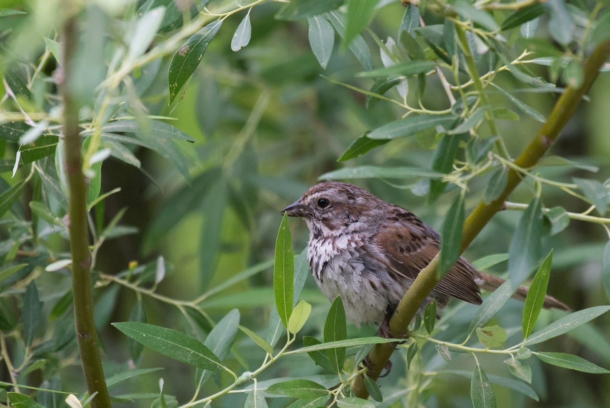 Song Sparrow (montana/merrilli) - Herb Elliott