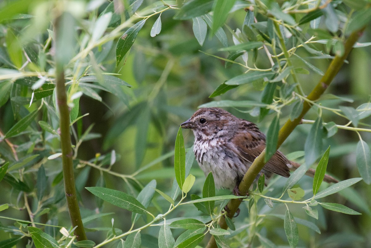 Song Sparrow (montana/merrilli) - ML351587611