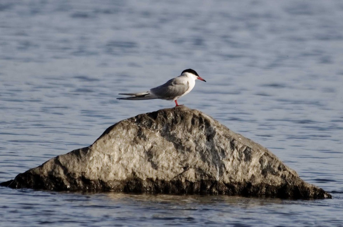 Common Tern - ML351587651