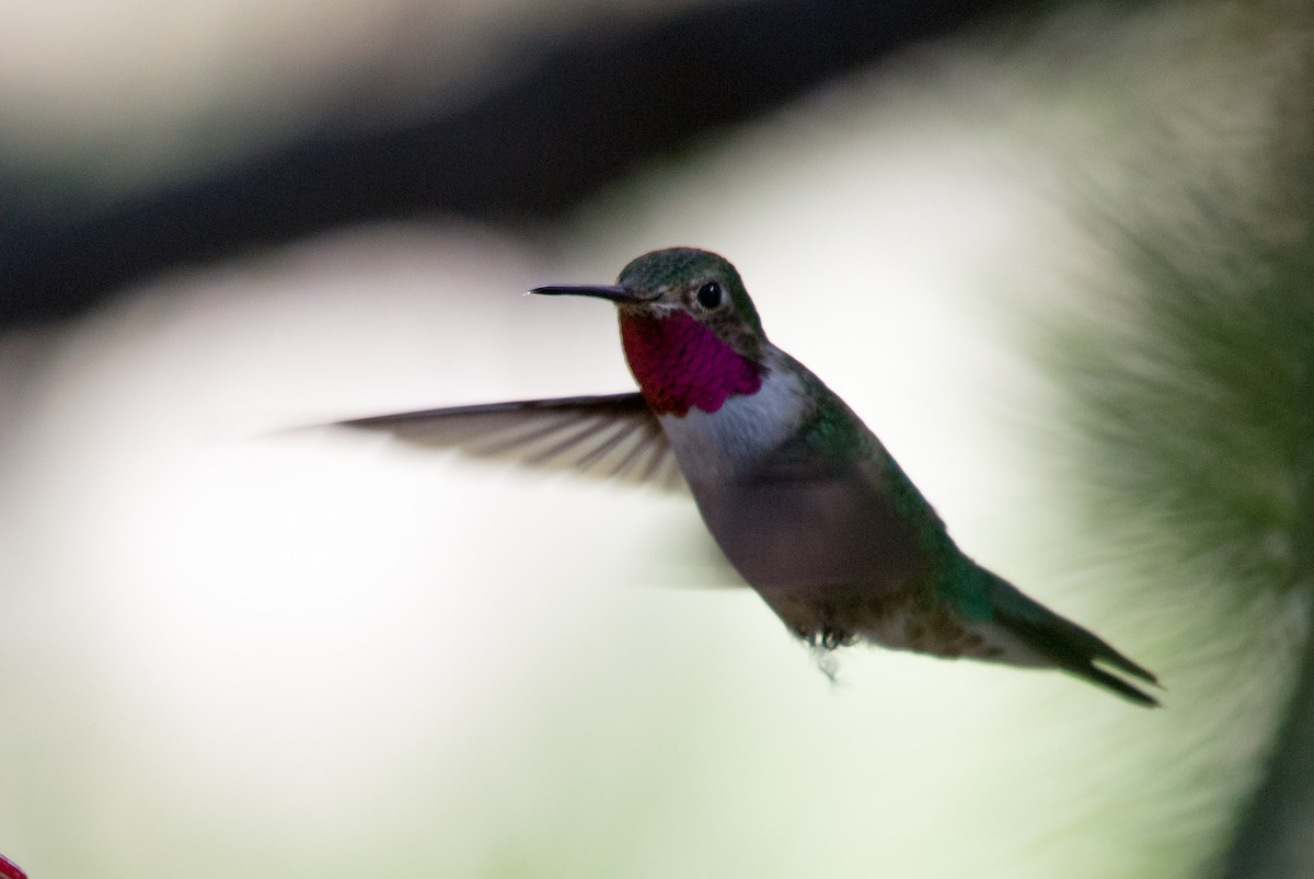 Broad-tailed Hummingbird - ML351588371