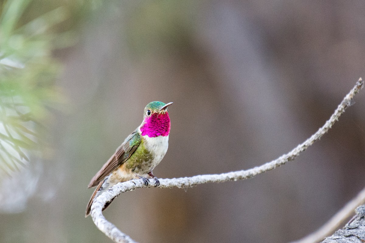 Broad-tailed Hummingbird - ML351588411