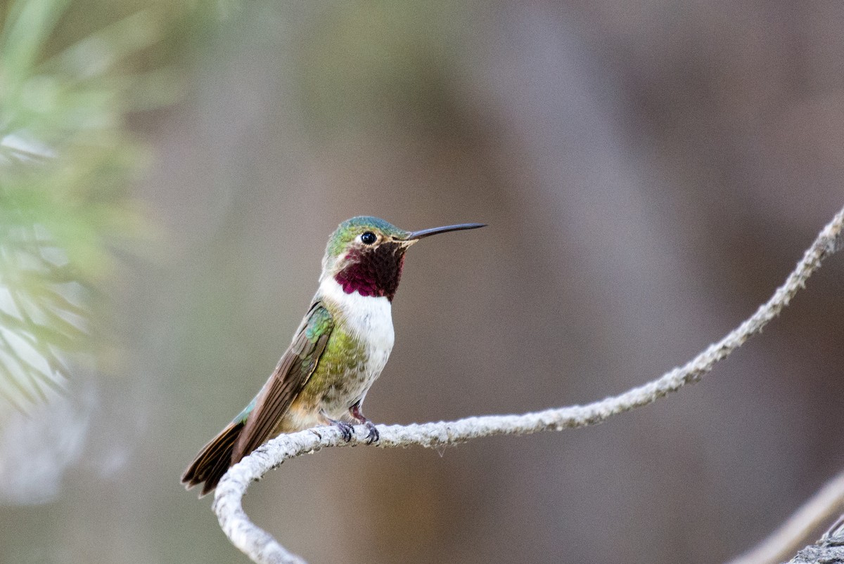 Broad-tailed Hummingbird - ML351588441