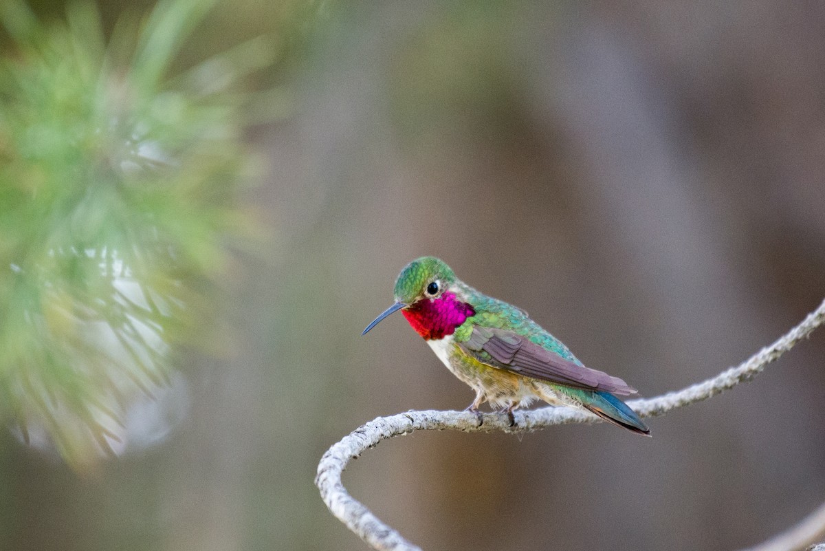 Broad-tailed Hummingbird - ML351588461
