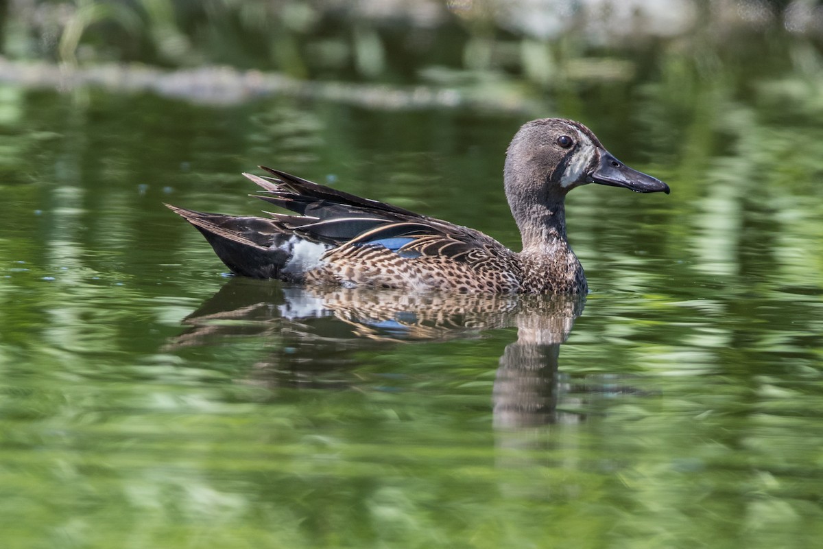 Blue-winged Teal - ML351588581