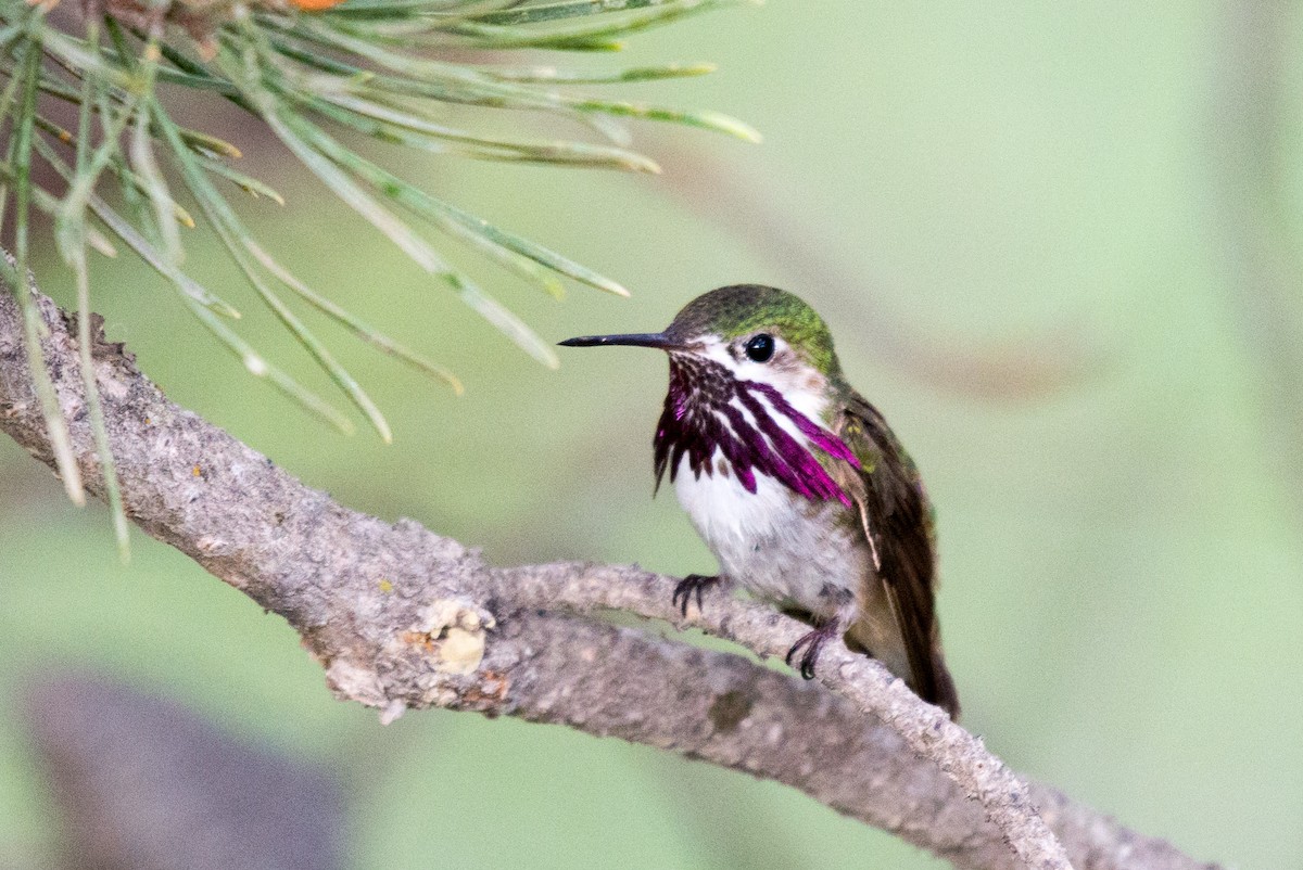 Calliope Hummingbird - ML351588771