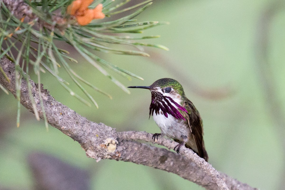 Calliope Hummingbird - ML351588781