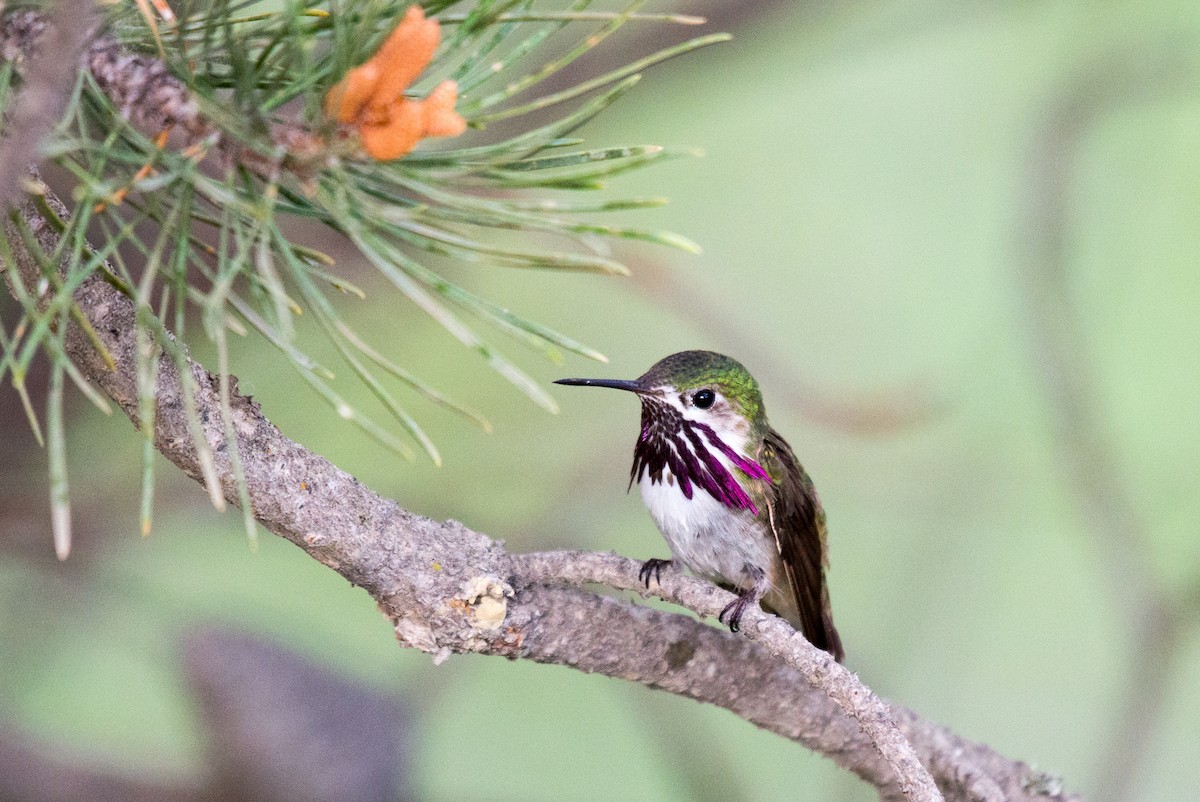 Calliope Hummingbird - ML351588791