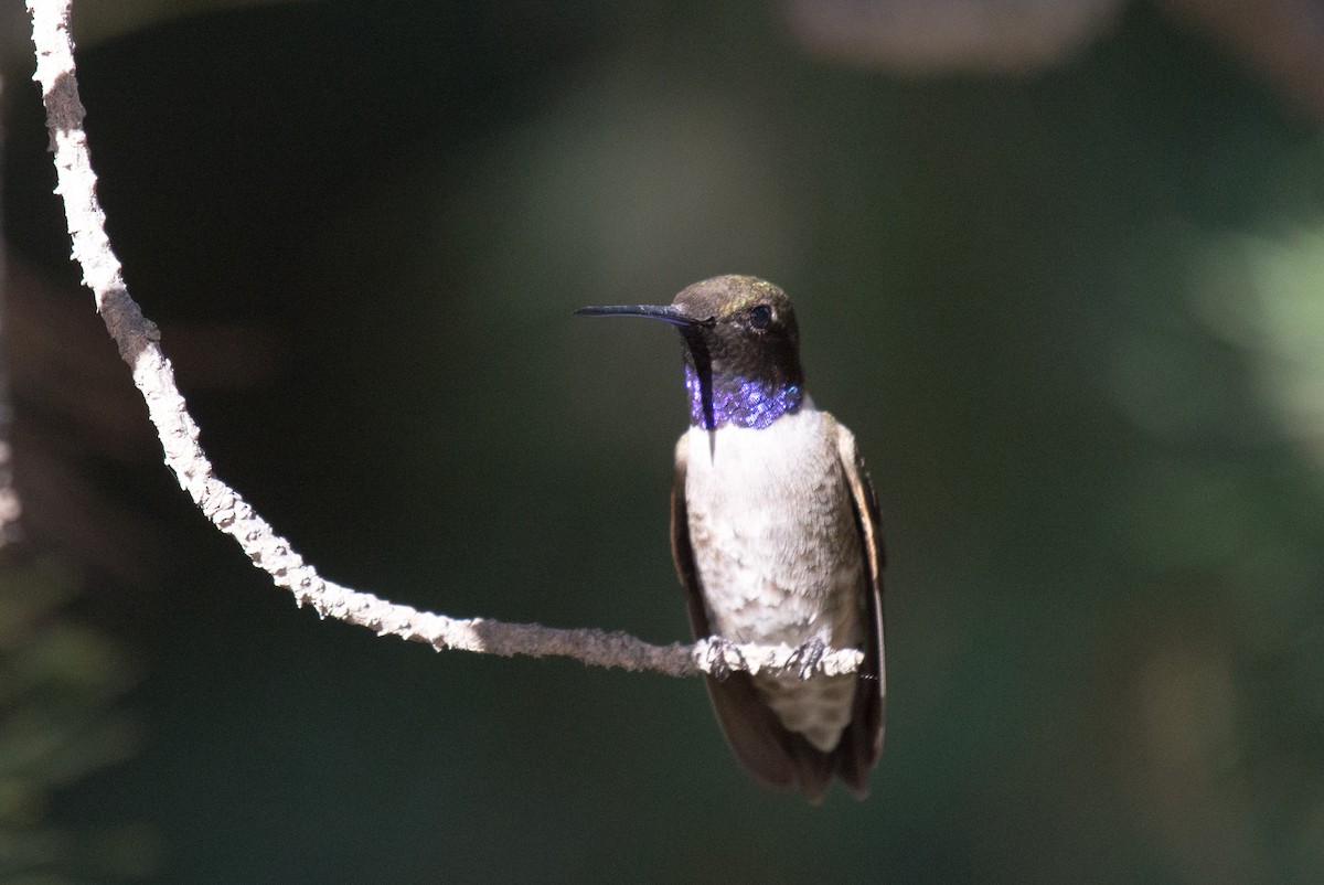 Black-chinned Hummingbird - ML351589091
