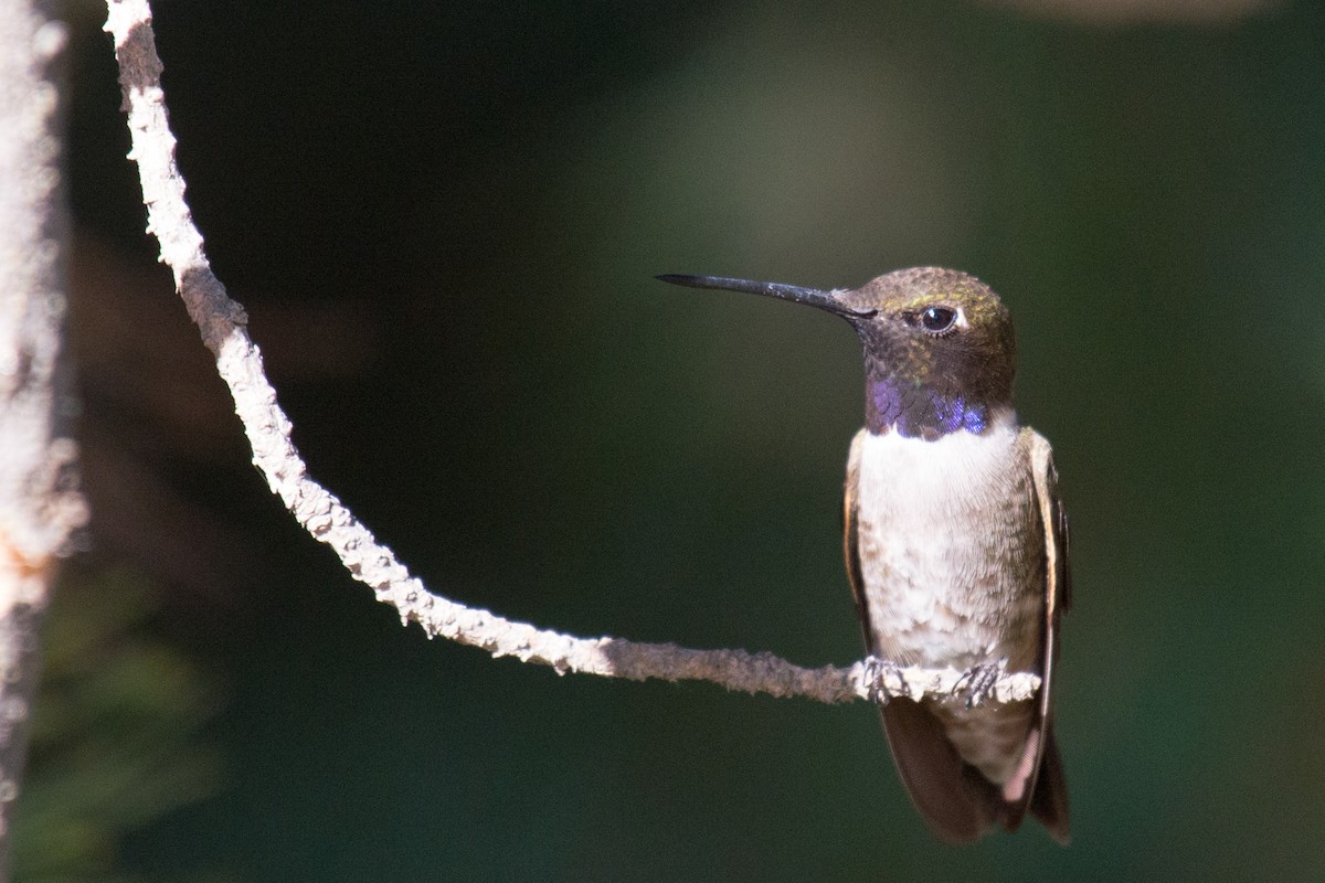 Black-chinned Hummingbird - ML351589101