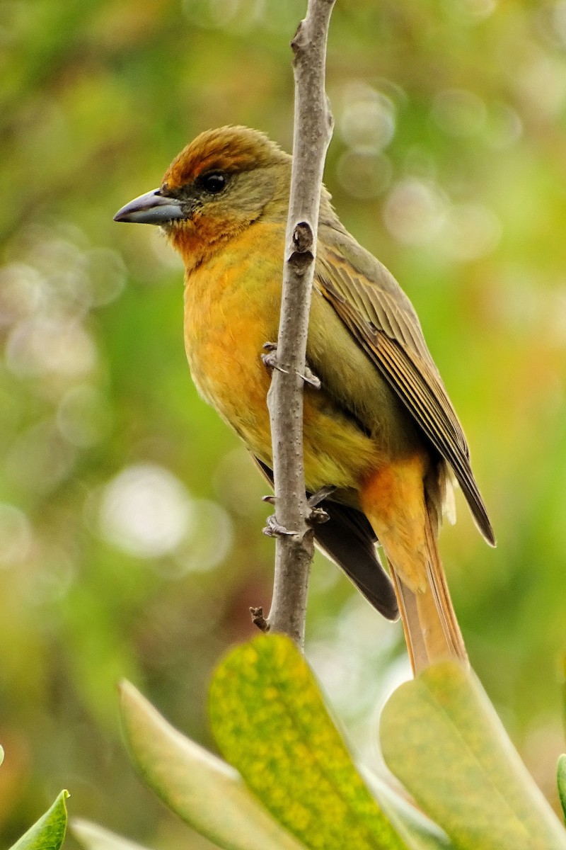 Hepatic Tanager - ML351589961