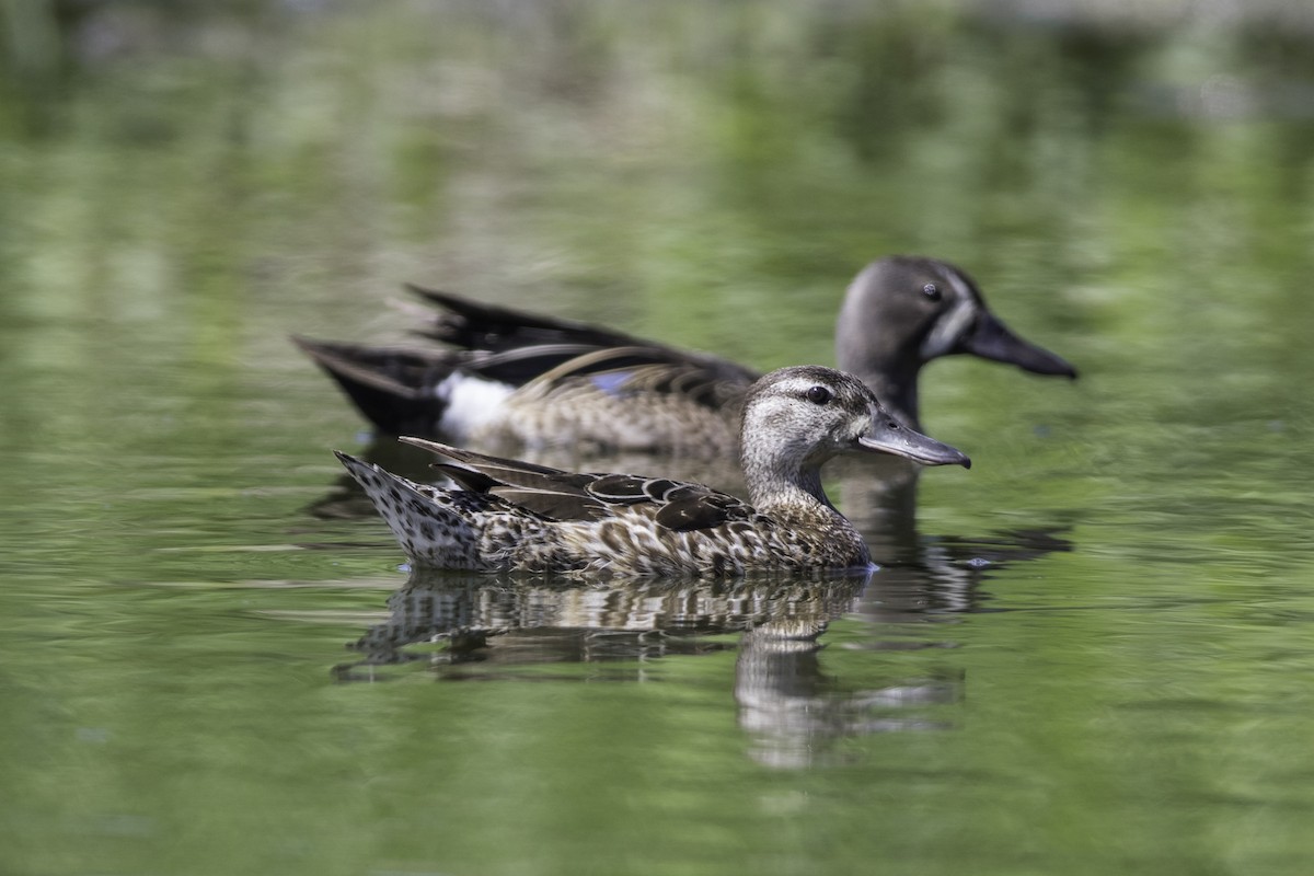 Blue-winged Teal - ML351590561
