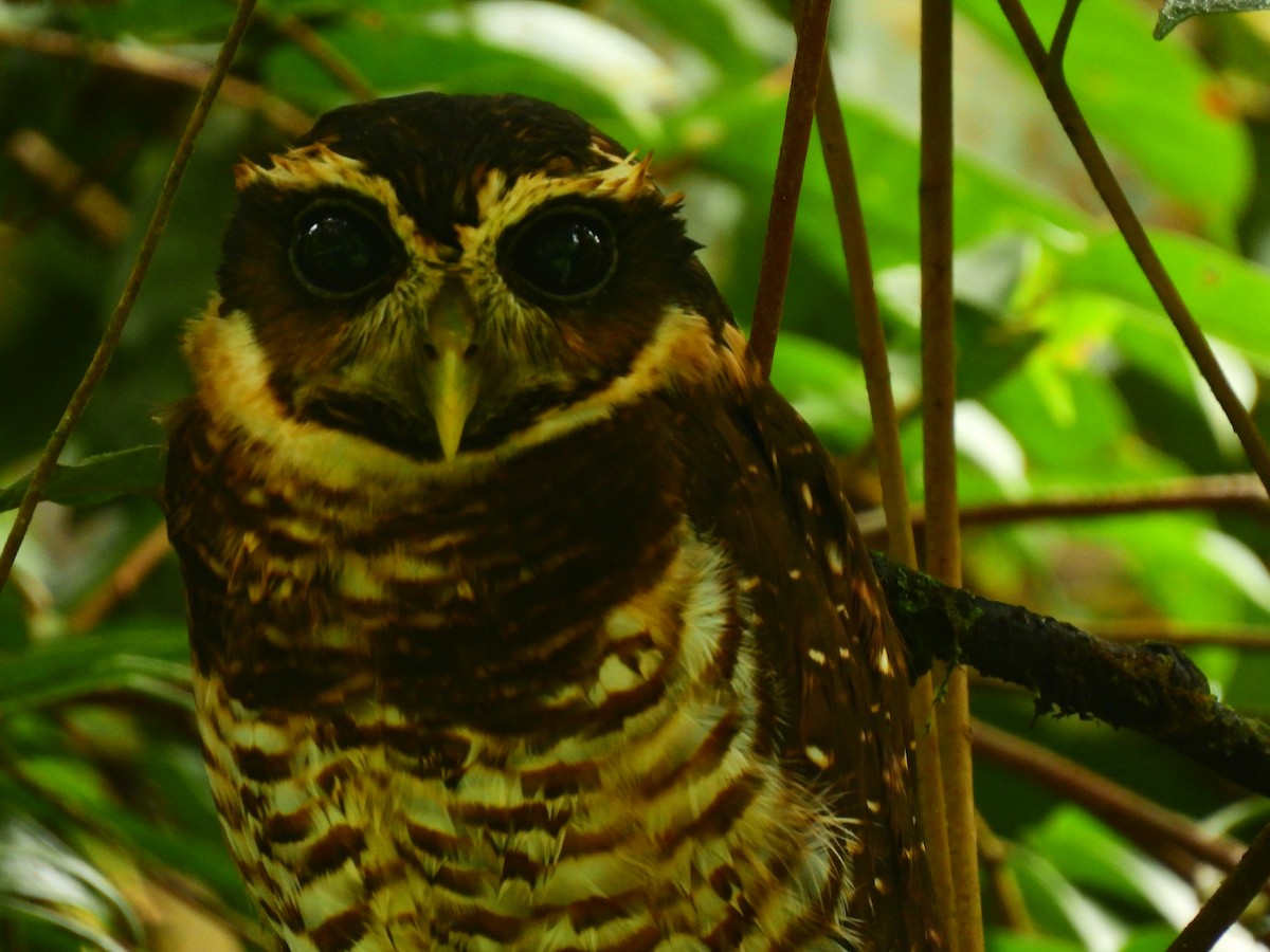 Band-bellied Owl - ML351591071