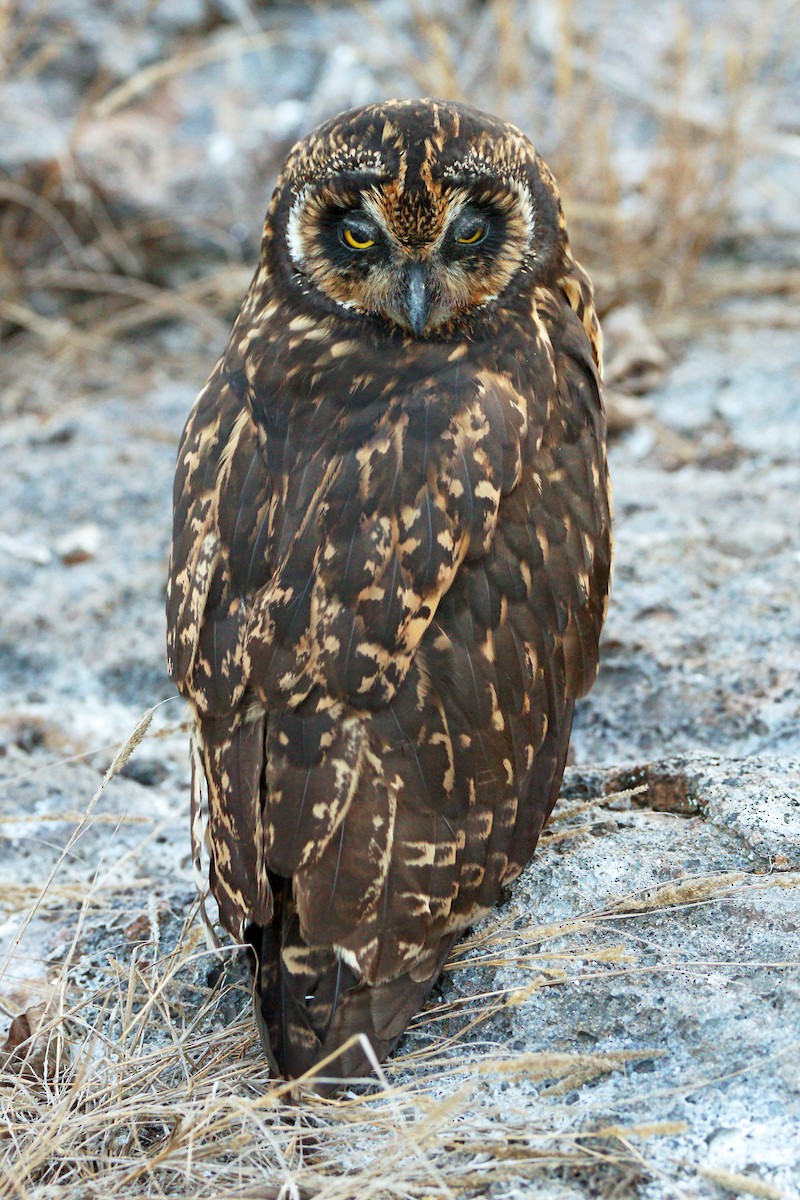 Short-eared Owl - ML351596701