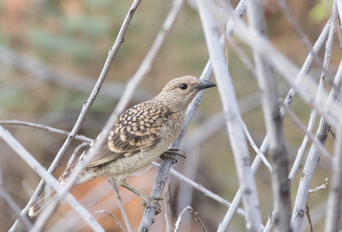 Spotted Bowerbird - ML351604011