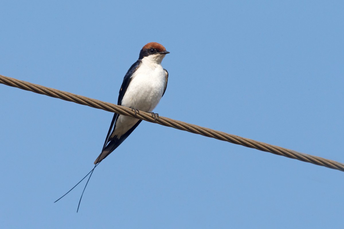 Wire-tailed Swallow - David Irving
