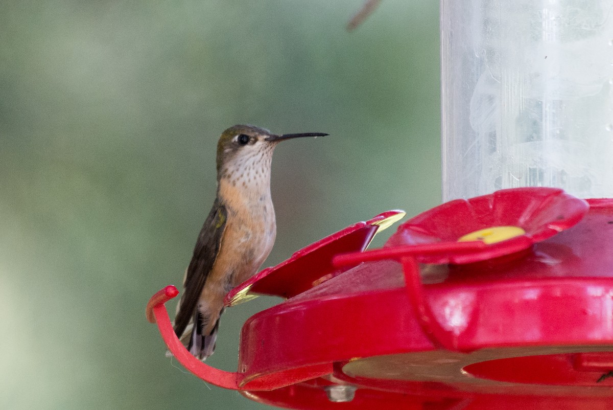 Calliope Hummingbird - ML351608931