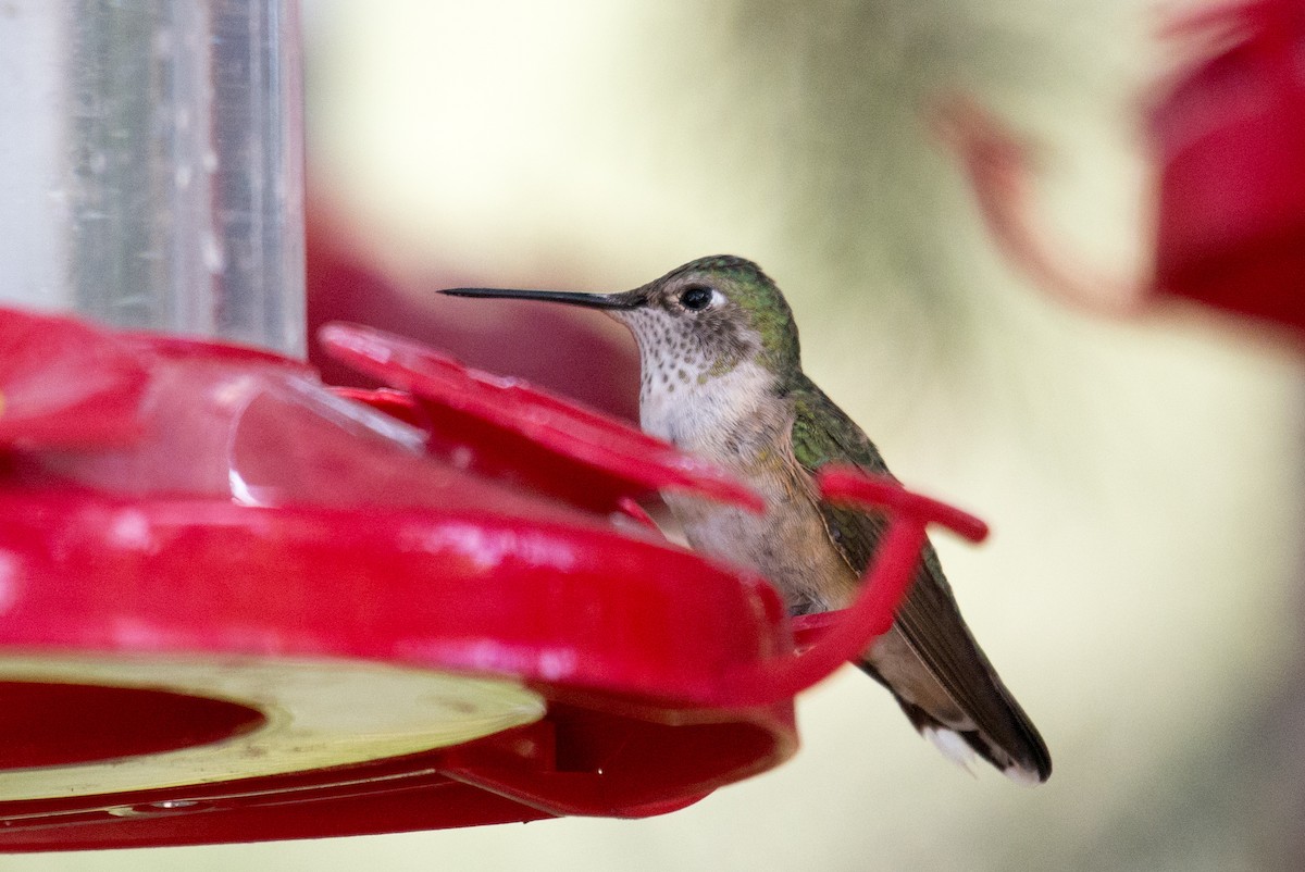 Calliope Hummingbird - ML351608941