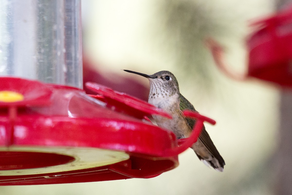 Calliope Hummingbird - ML351608961