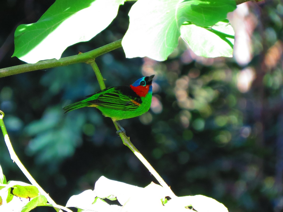 Red-necked Tanager - ML351609581