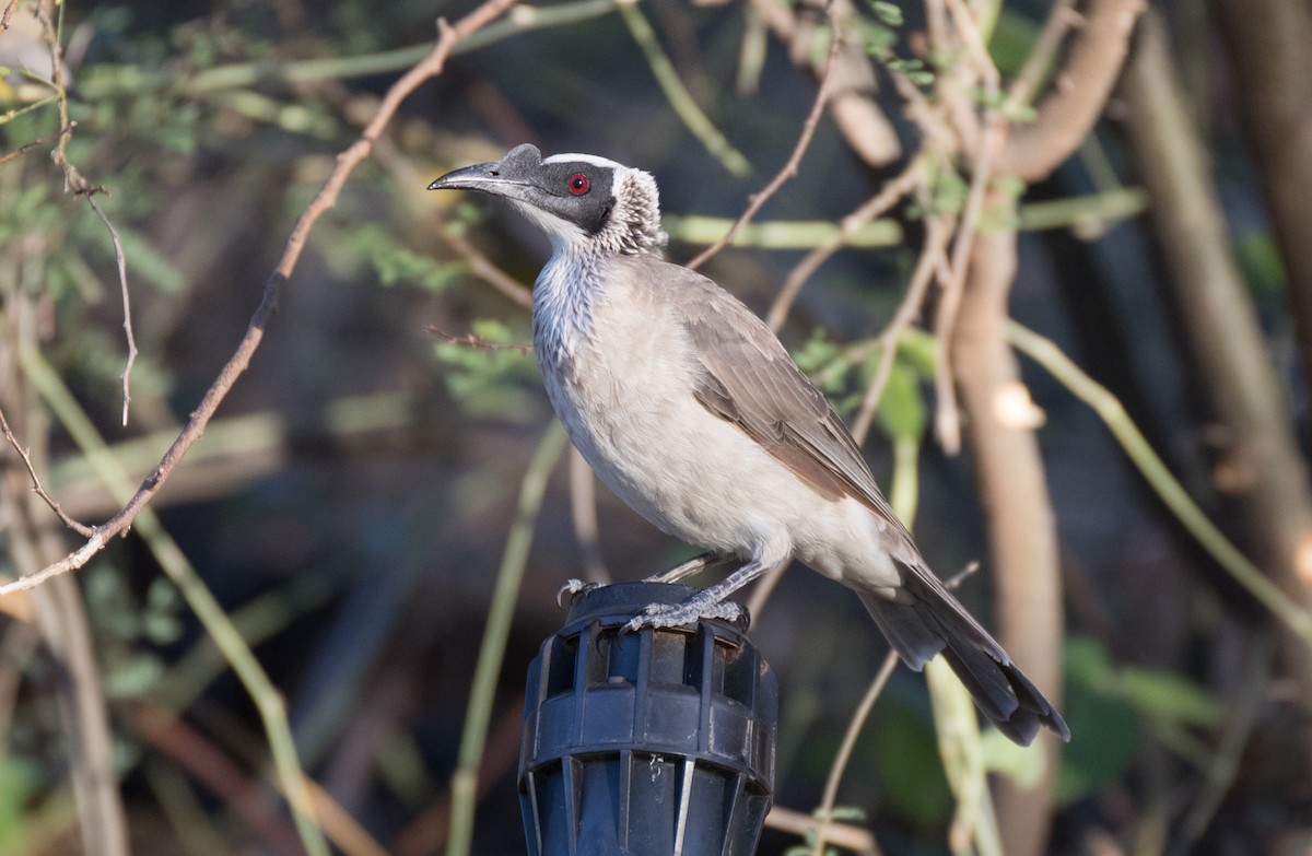 Silver-crowned Friarbird - ML351611341