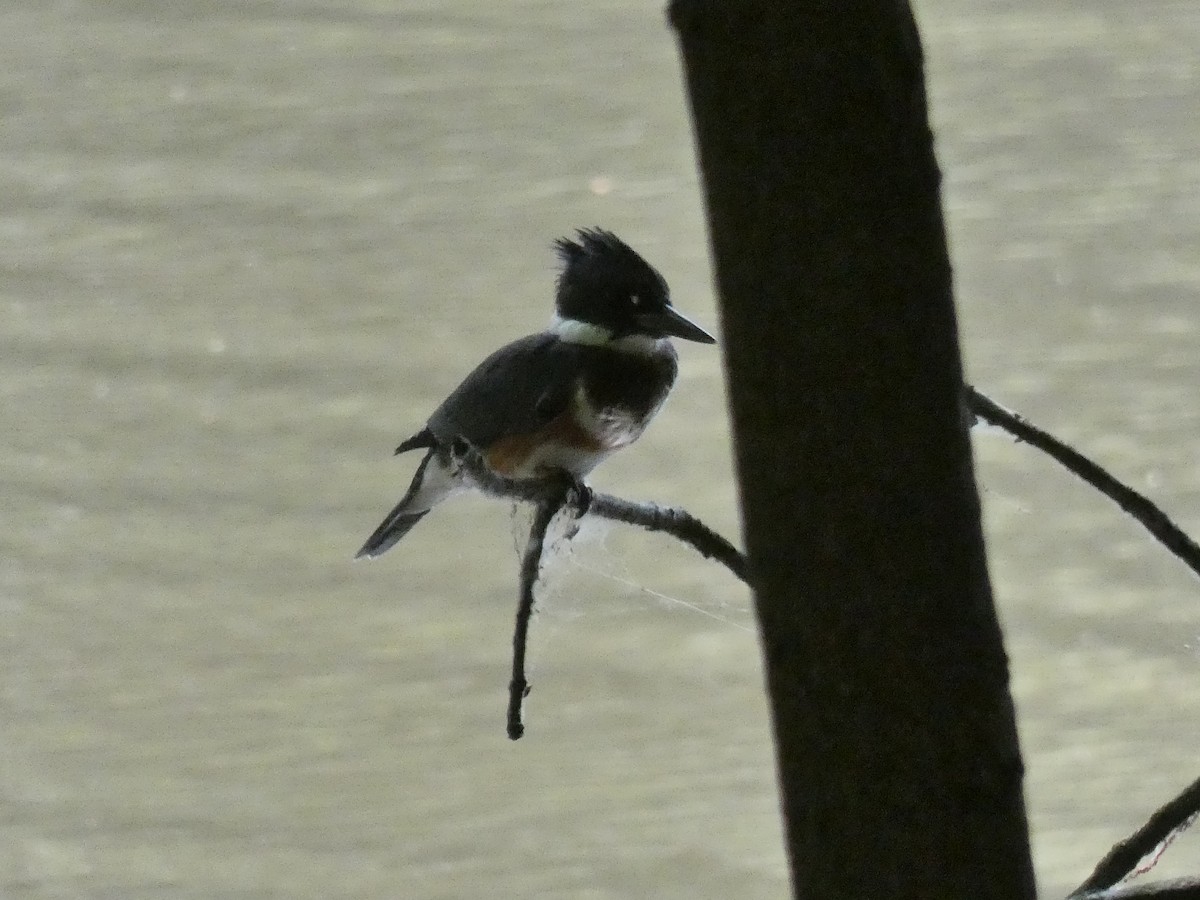 Belted Kingfisher - ML351612501