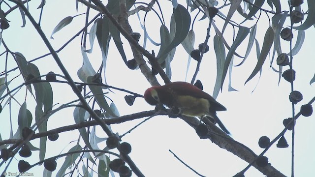 Crimson-mantled Woodpecker - ML351614961