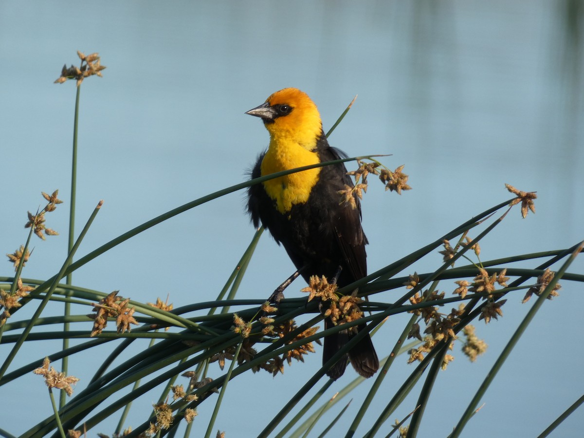 Yellow-headed Blackbird - ML351618931