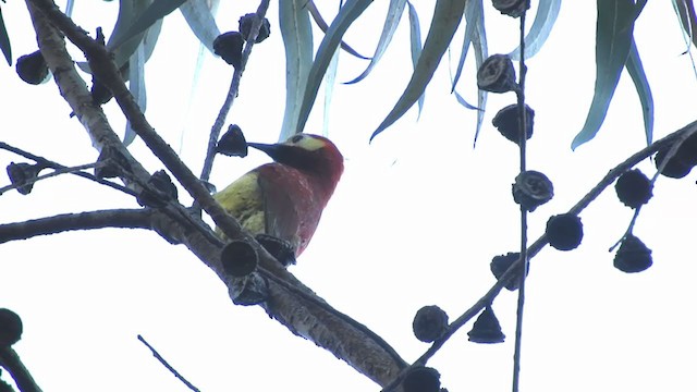 Crimson-mantled Woodpecker - ML351621381
