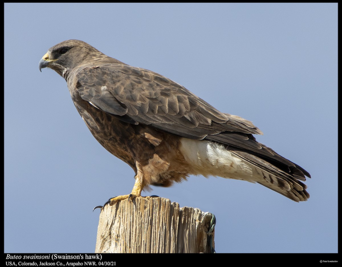 ML351622911 Swainson's Hawk Macaulay Library