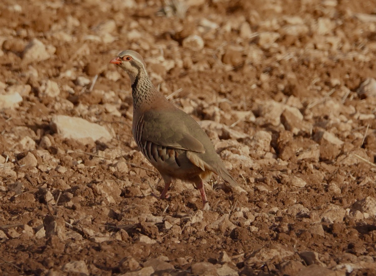 Red-legged Partridge - ML351631861