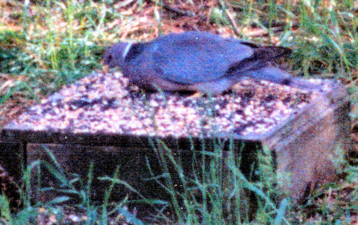 Band-tailed Pigeon - Alan McCoy