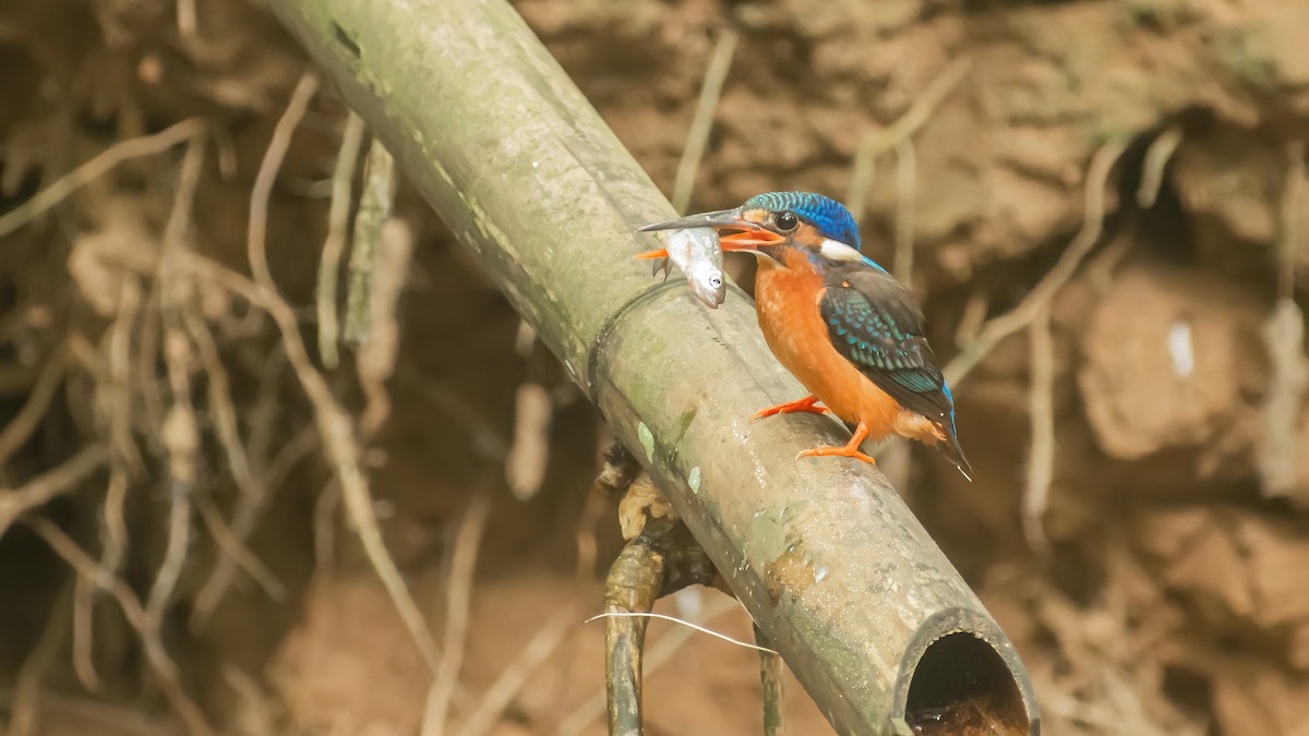 Blue-eared Kingfisher - Asim Hakeem