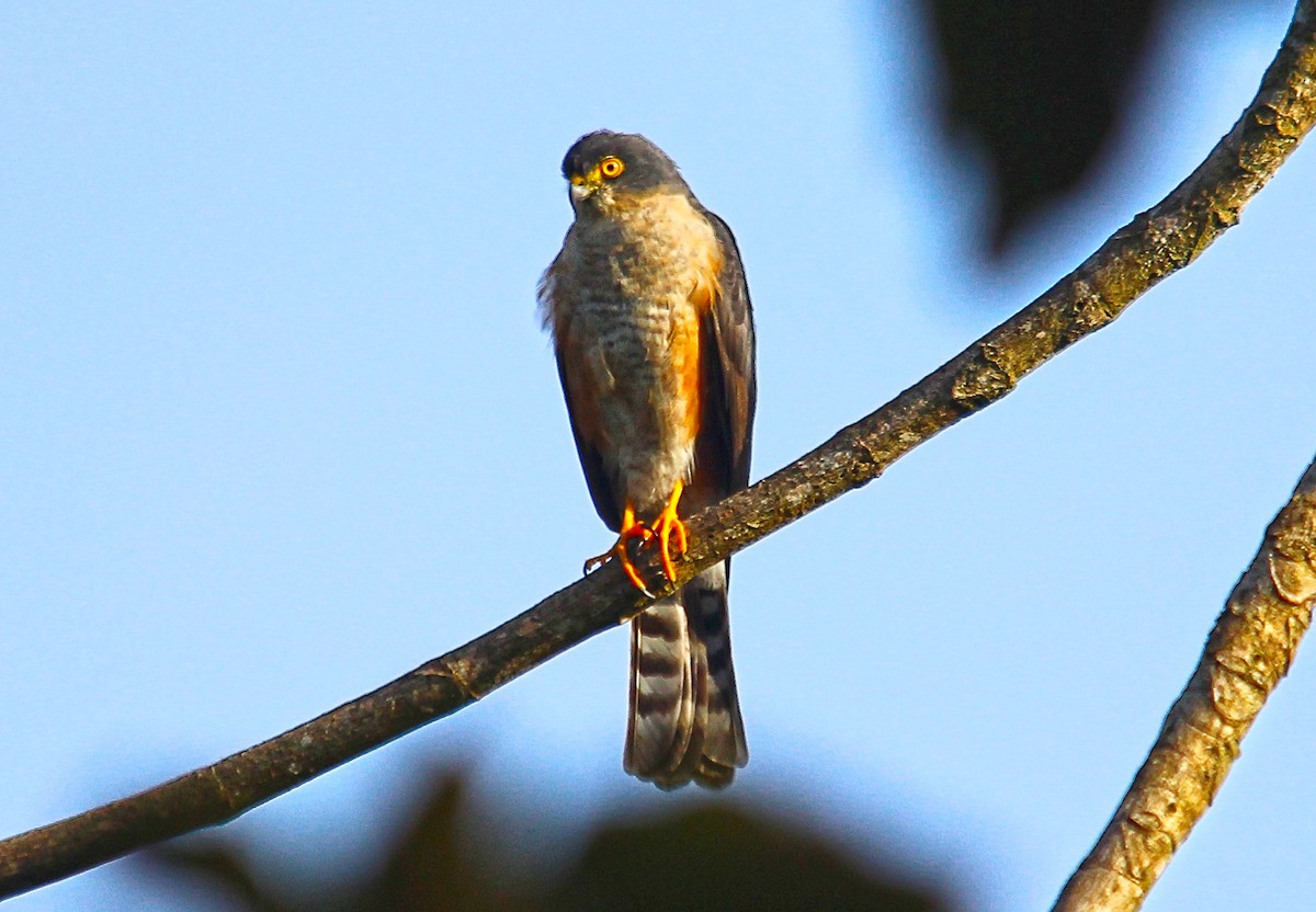 Sharp-shinned Hawk - Andres Pacheco