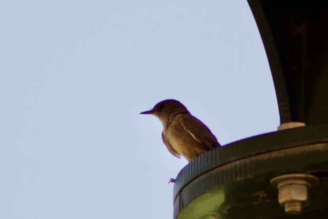 Brown-crested Flycatcher (Arizona)