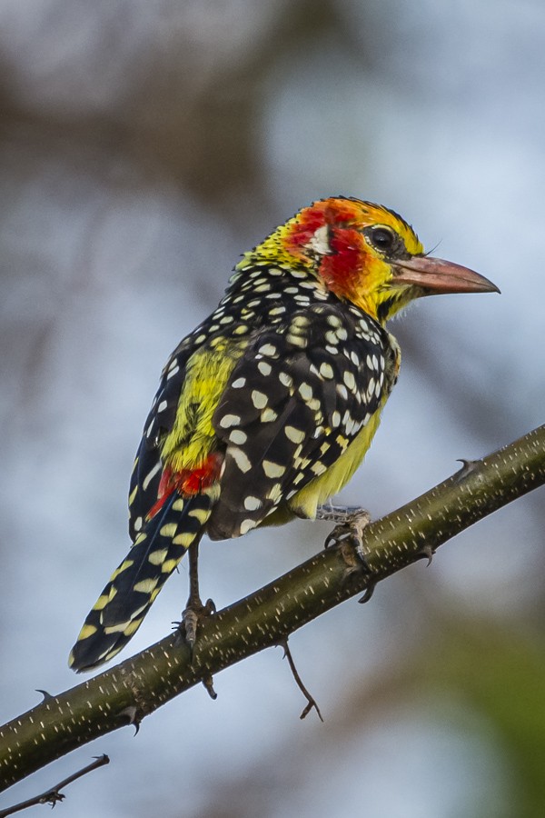 Red-and-yellow Barbet - ML351637071