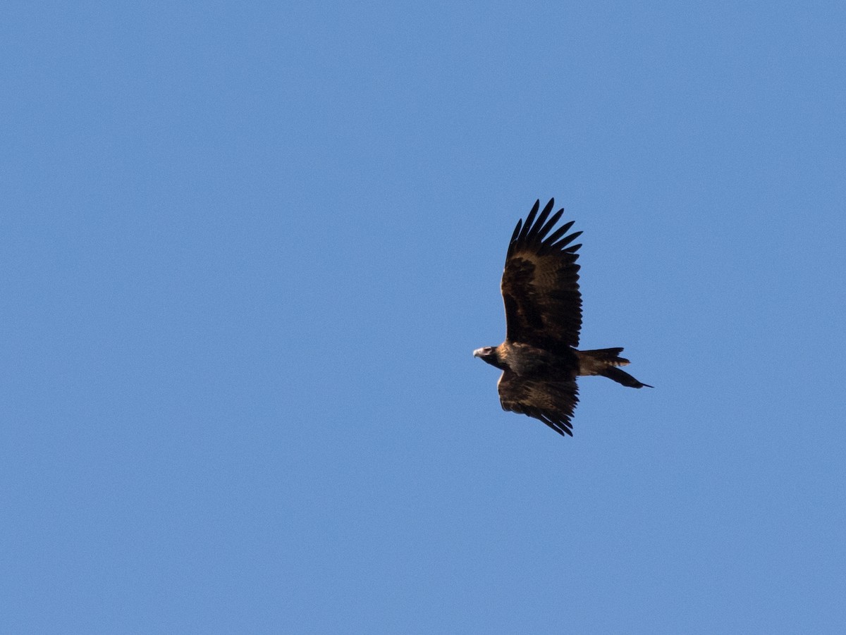 Wedge-tailed Eagle - ML351640781