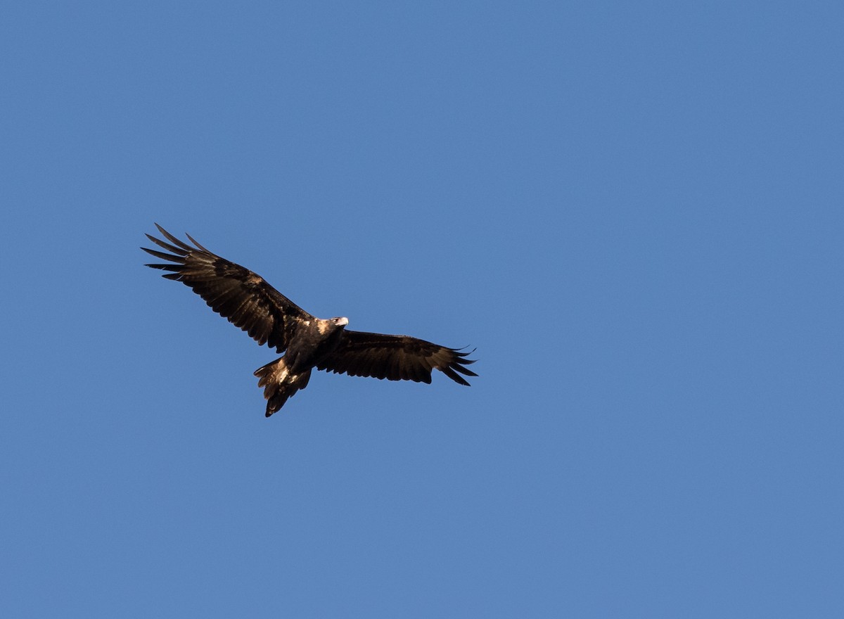 Wedge-tailed Eagle - ML351640791