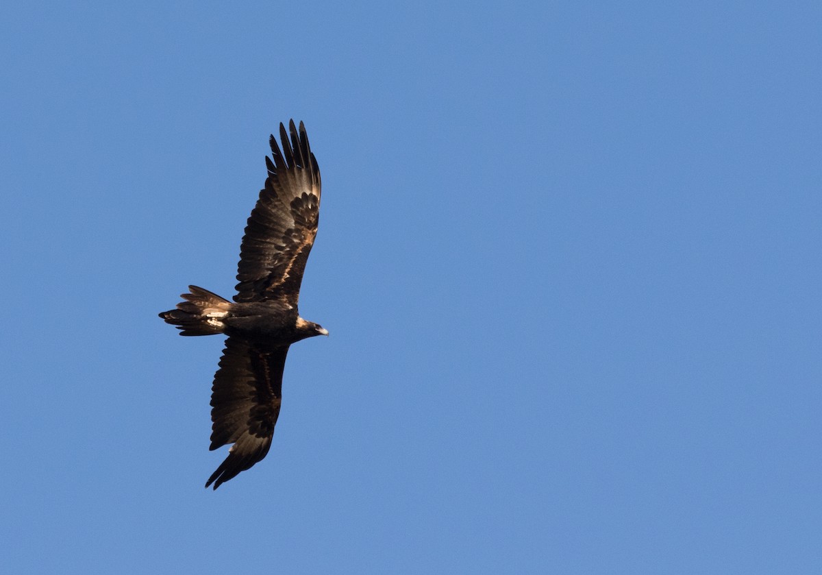 Wedge-tailed Eagle - ML351640801